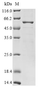 Greater than 85% as determined by SDS-PAGE.