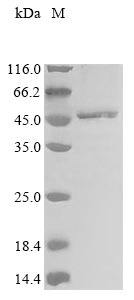 Greater than 85% as determined by SDS-PAGE.