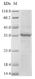 Greater than 85% as determined by SDS-PAGE.