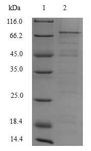 Greater than 85% as determined by SDS-PAGE.