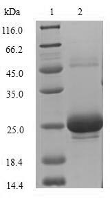 Greater than 85% as determined by SDS-PAGE.