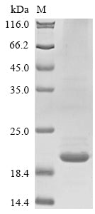 Greater than 85% as determined by SDS-PAGE.