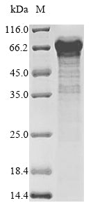 Greater than 85% as determined by SDS-PAGE.