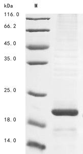 Greater than 85% as determined by SDS-PAGE.