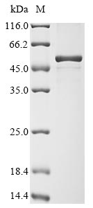 Greater than 90% as determined by SDS-PAGE.