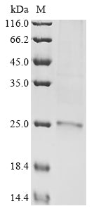 Greater than 85% as determined by SDS-PAGE.