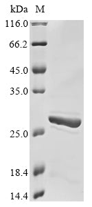 Greater than 85% as determined by SDS-PAGE.