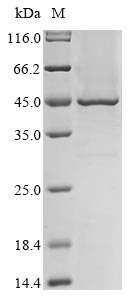 Greater than 85% as determined by SDS-PAGE.