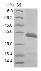 Greater than 85% as determined by SDS-PAGE.