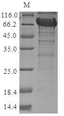 Greater than 90% as determined by SDS-PAGE.