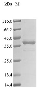 Greater than 85% as determined by SDS-PAGE.