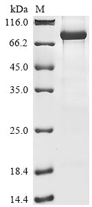 Greater than 85% as determined by SDS-PAGE.