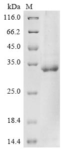 Greater than 85% as determined by SDS-PAGE.