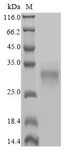 Greater than 90% as determined by SDS-PAGE.