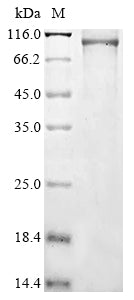 Greater than 85% as determined by SDS-PAGE.