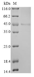 Greater than 85% as determined by SDS-PAGE.