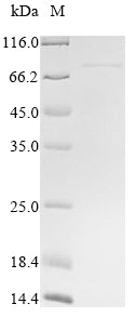 Greater than 85% as determined by SDS-PAGE.