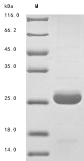 Greater than 85% as determined by SDS-PAGE.