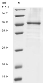 Greater than 85% as determined by SDS-PAGE.