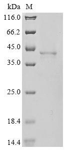 Greater than 85% as determined by SDS-PAGE.