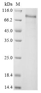 Greater than 90% as determined by SDS-PAGE.