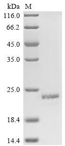 Greater than 85% as determined by SDS-PAGE.