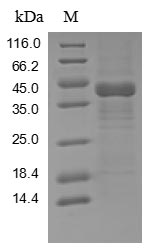 Greater than 85% as determined by SDS-PAGE.