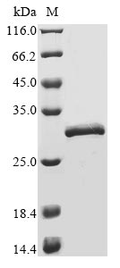 Greater than 85% as determined by SDS-PAGE.