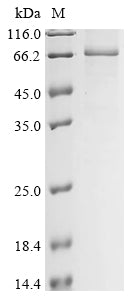 Greater than 85% as determined by SDS-PAGE.