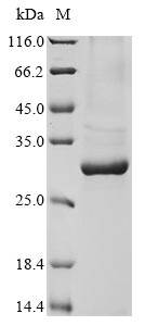 Greater than 85% as determined by SDS-PAGE.