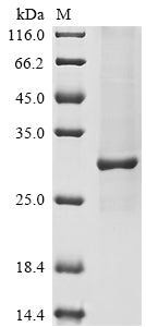 Greater than 85% as determined by SDS-PAGE.