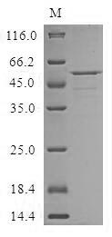 Greater than 85% as determined by SDS-PAGE.