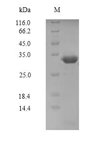 Greater than 90% as determined by SDS-PAGE.