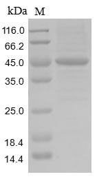 Greater than 85% as determined by SDS-PAGE.