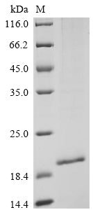 Greater than 85% as determined by SDS-PAGE.