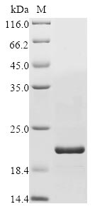 Greater than 85% as determined by SDS-PAGE.