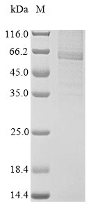 Greater than 85% as determined by SDS-PAGE.