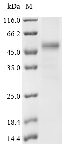 Greater than 85% as determined by SDS-PAGE.