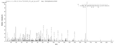 Based on the SEQUEST from database of Baculovirus host and target protein, the LC-MS/MS Analysis result of this product could indicate that this peptide derived from Baculovirus-expressed Homo sapiens (Human) PPP2R2C.