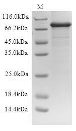 Greater than 90% as determined by SDS-PAGE.