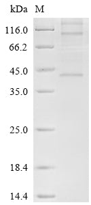 Greater than 85% as determined by SDS-PAGE.