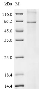 Greater than 90% as determined by SDS-PAGE.