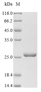 Greater than 85% as determined by SDS-PAGE.