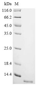 Greater than 85% as determined by SDS-PAGE.