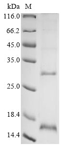 Greater than 90% as determined by SDS-PAGE.