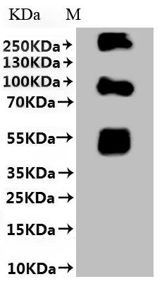 Greater than 85% as determined by SDS-PAGE.