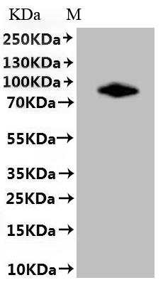 Greater than 85% as determined by SDS-PAGE.