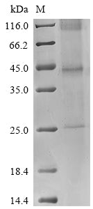 Greater than 85% as determined by SDS-PAGE.