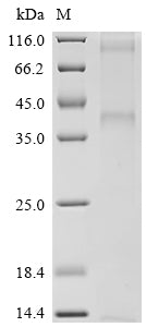 Greater than 85% as determined by SDS-PAGE.