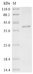 Greater than 85% as determined by SDS-PAGE.